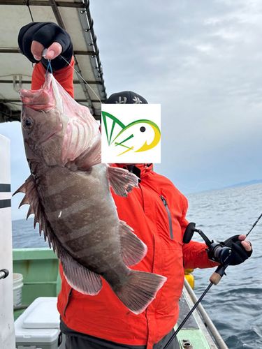 ブリの釣果