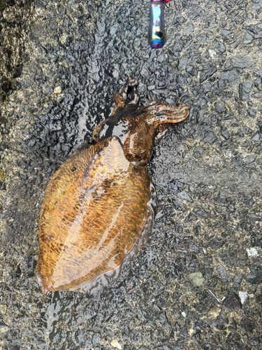 コウイカの釣果