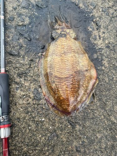 コウイカの釣果