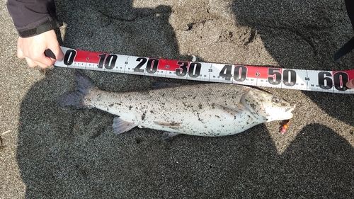ウグイの釣果