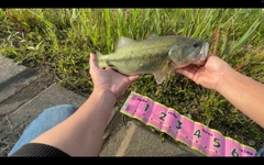 ラージマウスバスの釣果