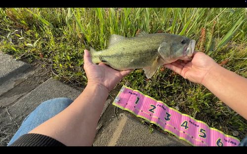 ラージマウスバスの釣果