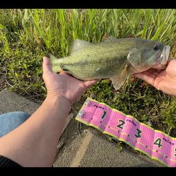 ラージマウスバス