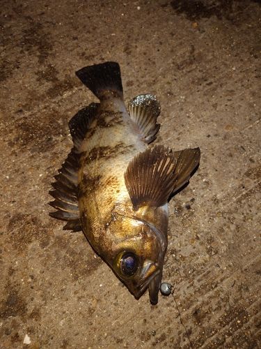 アカメバルの釣果