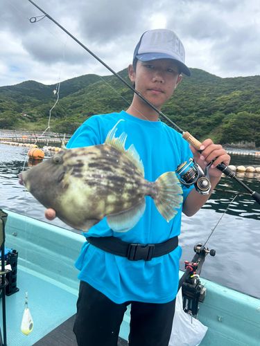 カワハギの釣果