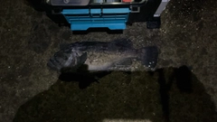 クロソイの釣果