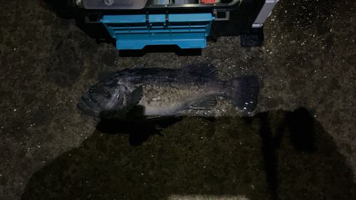 クロソイ