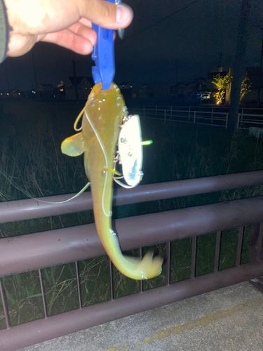 ナマズの釣果