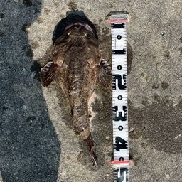 カワガレイ