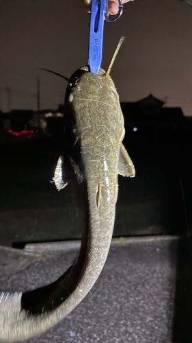 ナマズの釣果