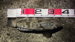 アイナメの釣果