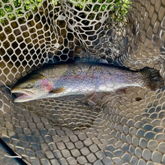ニジマスの釣果