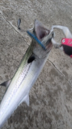 サゴシの釣果