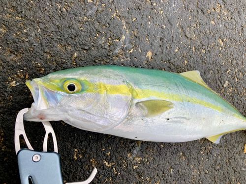 ツバイソの釣果