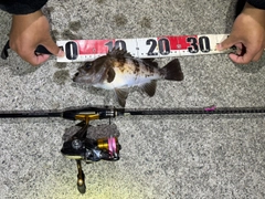 メバルの釣果