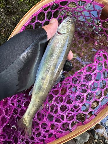 ヤマメの釣果