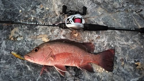 ゴマフエダイの釣果