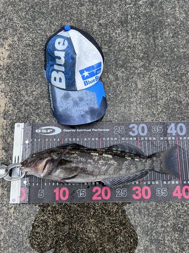 アイナメの釣果