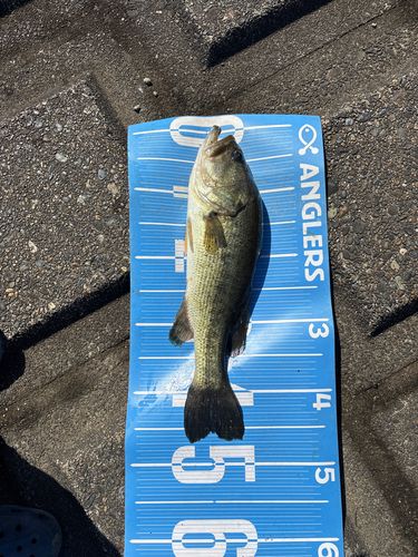 ラージマウスバスの釣果