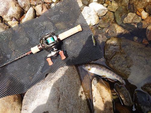 ヤマメの釣果