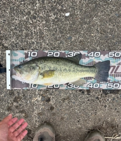 ラージマウスバスの釣果