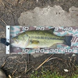 ラージマウスバス