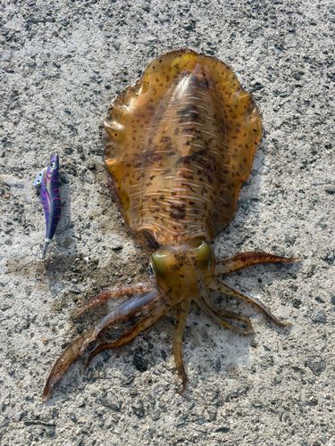 アオリイカの釣果