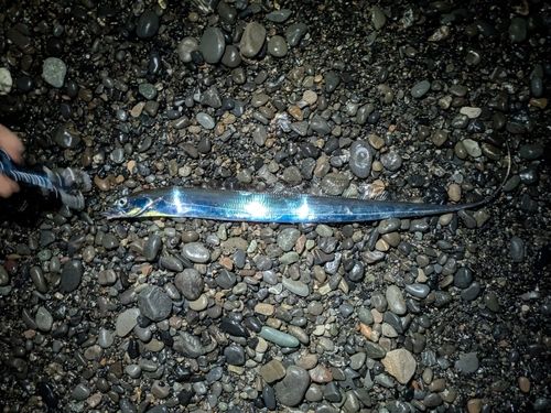 タチウオの釣果