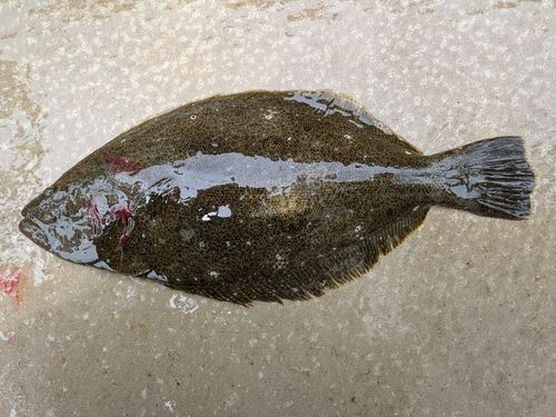 ヒラメの釣果