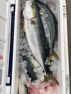 ワラサの釣果