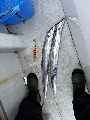 タチウオの釣果