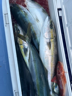 ワラサの釣果