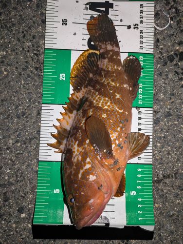 アコウの釣果