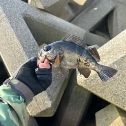 クロメバル