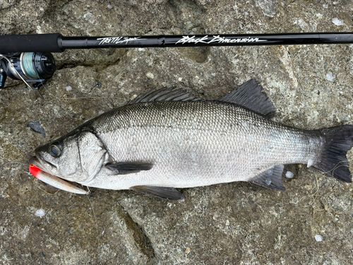 ヒラスズキの釣果