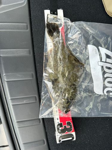 クロガシラガレイの釣果