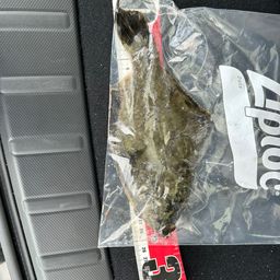 クロガシラガレイ