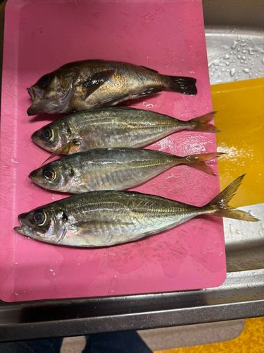 アジの釣果