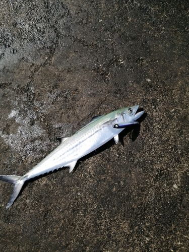 サゴシの釣果