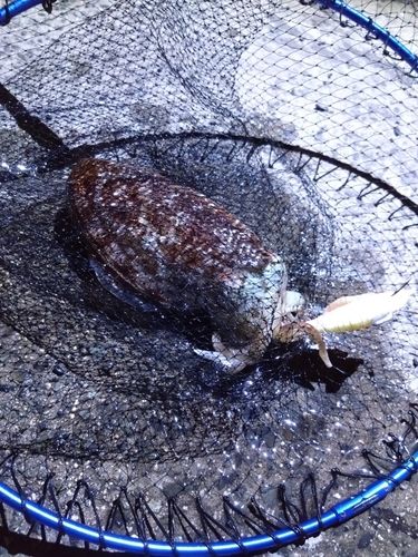 コウイカの釣果