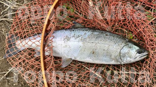 サクラマスの釣果