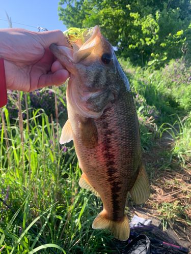 ブラックバスの釣果