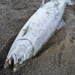 サクラマス
