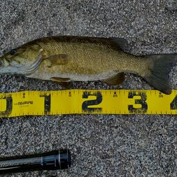 スモールマウスバス