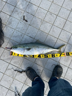 ハマチの釣果