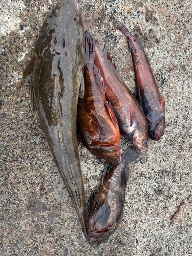 釣果