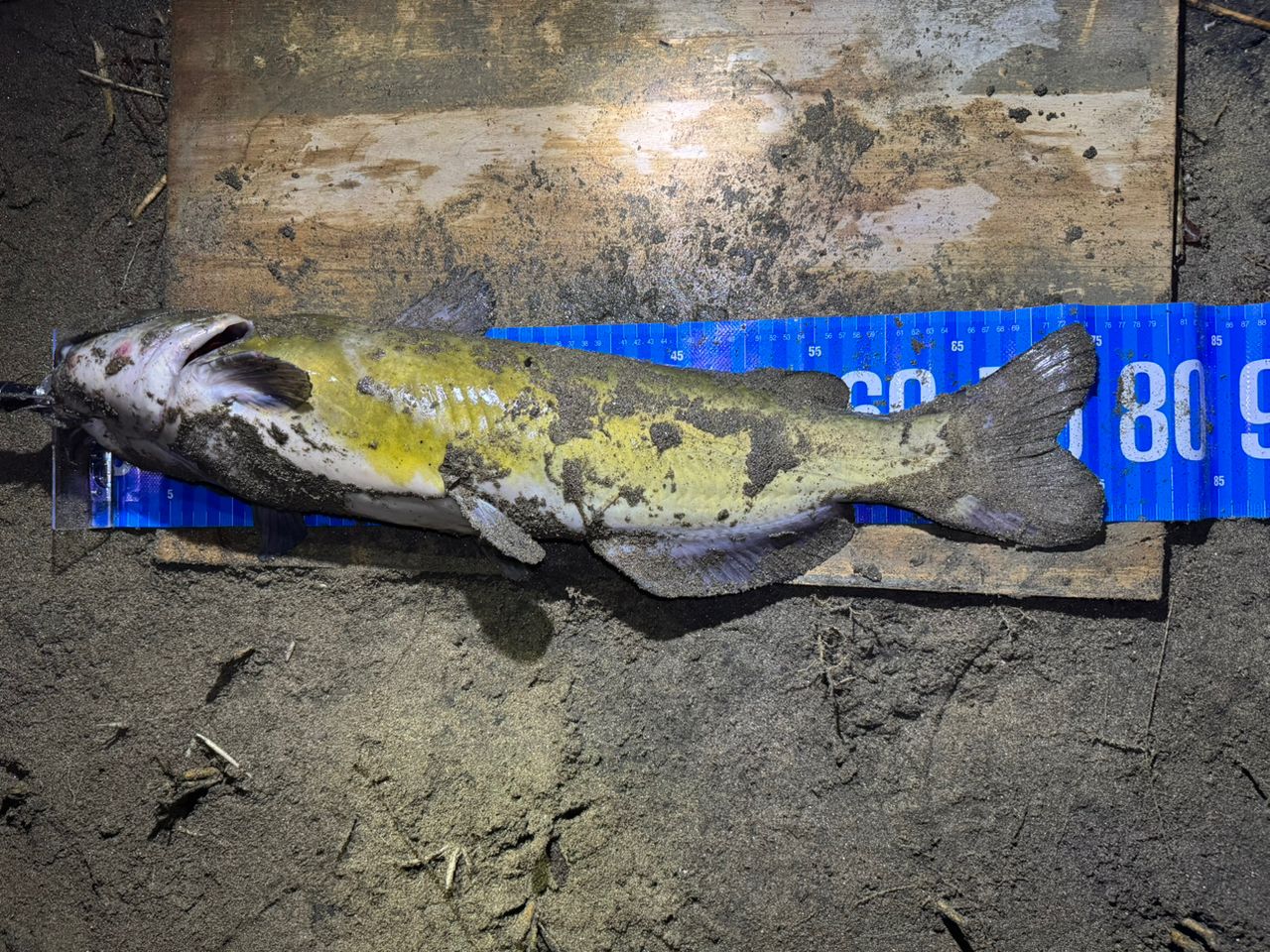 アメリカナマズ