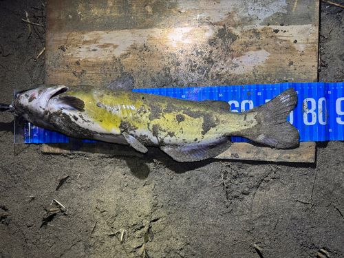 アメリカナマズ