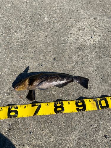 アイナメの釣果