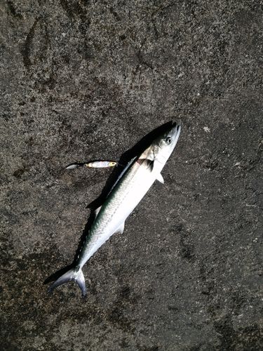 サゴシの釣果